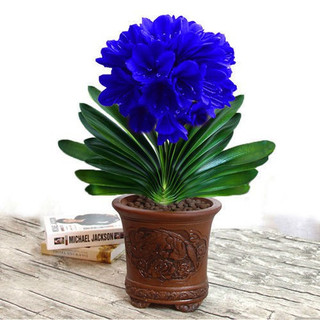 pcs Clivia planta de flores em vaso 50 100 sementes planta verde perene de quatro estações para interior germinação ráp