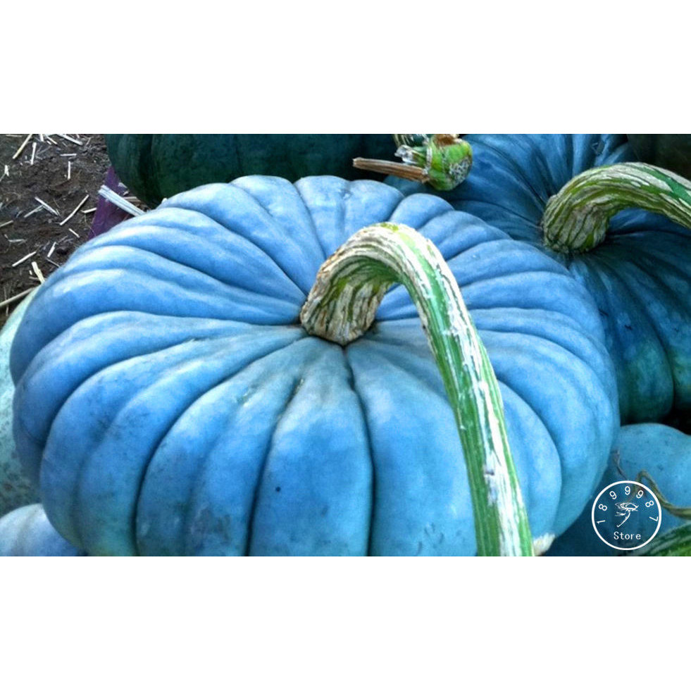 Sementes de Abóbora 50 100 sementes Queensland Blue Ucrânia Sementes de Legumes Herança germinação rápida germinação rá