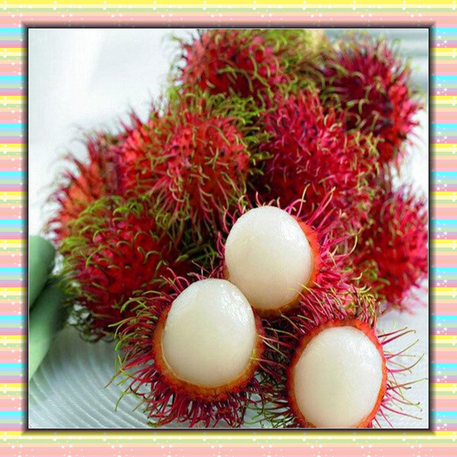 Alta germinação     200/500 Sementes de Rambutan Vermelho Planta Ornamental em Vaso Adequada para Jardim Doméstico em Oferta na Shopee