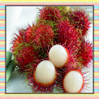 Alta germinação     200/500 Sementes de Rambutan Vermelho Planta Ornamental em Vaso Adequada para Jardim Doméstico em Oferta na Shopee