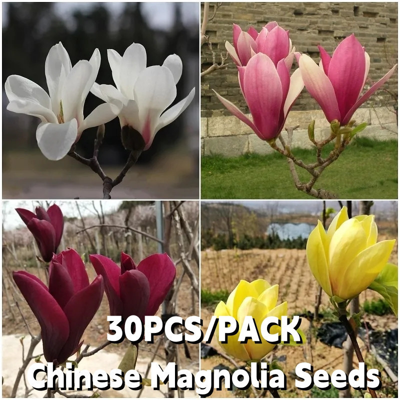 Alta germinação     Sementes de Magnólia Misturadas Chinesas 50 Sementes 100 Sementes / Sementes de Magnólia Fragrantes