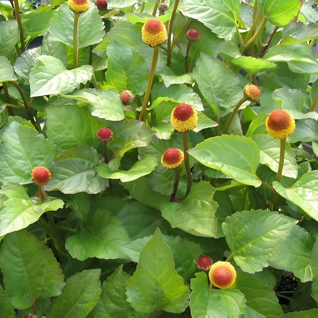 Alta germinação 200 Sementes De Jambu - Acmella Oleracea