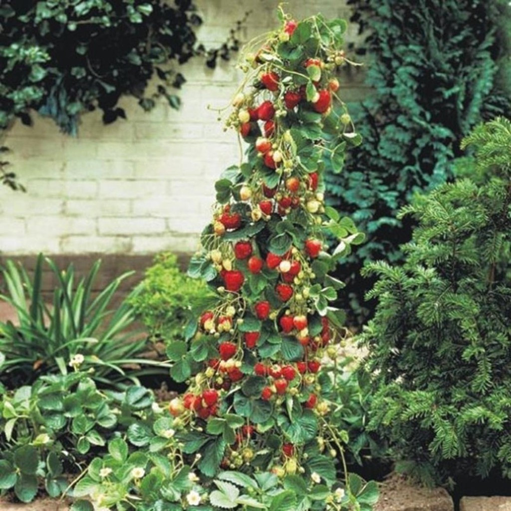 plantio fácil 200 500 Sementes pcs Morango Raro Bonsai Gigante Escalador Fruta Suprimentos para Jardim Interno