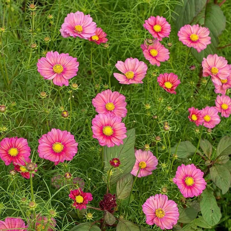 Sementes puras 50 100 Sementes [Original] Flor de Cosmos Fresca para Jardinagem (Cor Misturada)
