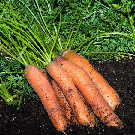50 100 Sementes Cenoura Vermelha - F Cenoura Doce Híbrida Vegetal Cenoura Kuroda germinação rápida germinação rápida