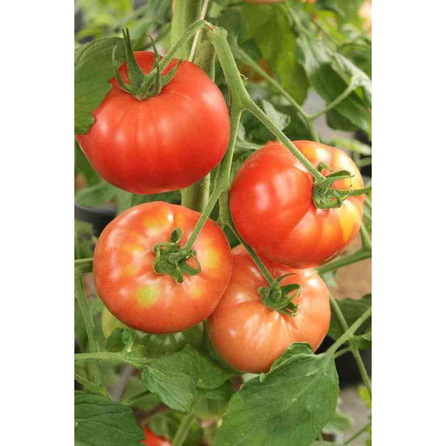 50 100 Sementes Bife - Tomate Pérola germinação rápida germinação rápida