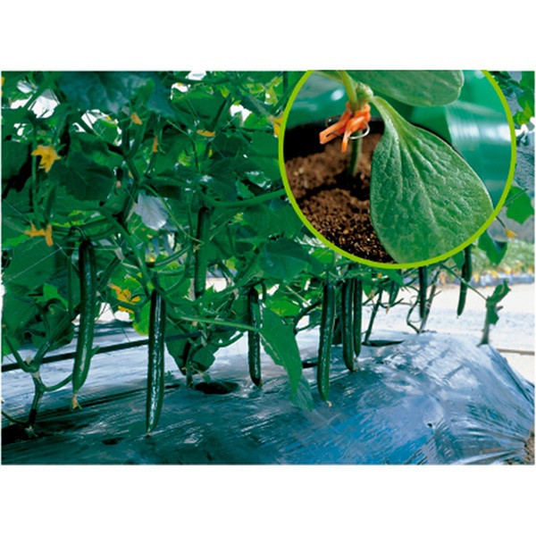 Sementes de Enxerto Forte Híbrido para Pepinos (600 Sementes por Pacote) germinação rápida germinação rápida
