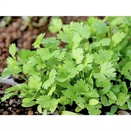 1000 sementes Salsinha Salsa Lisa ou Grauda 1, 3 ou 5 envelopes Feltrin em Oferta na Shopee