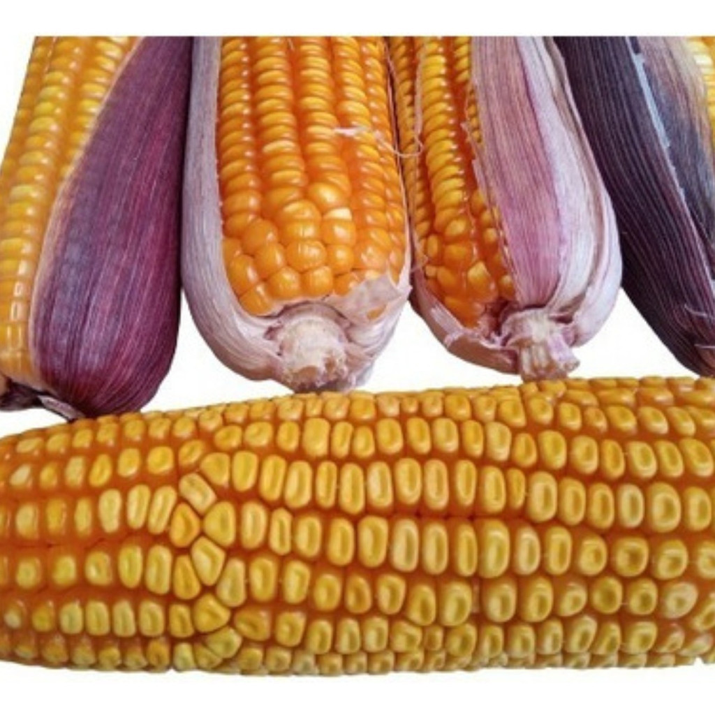Semente De Milho Crioulo Orgânico - 1.000 Sementes em Oferta na Shopee