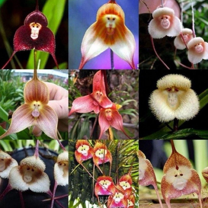 500 Sementes De Orquídea Cara De Macaco + Manual de Plantio hg em Oferta na Shopee
