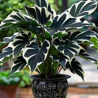 Caladium Vinha do Sol – 100 sementes com manual de cultivo em Oferta na Shopee