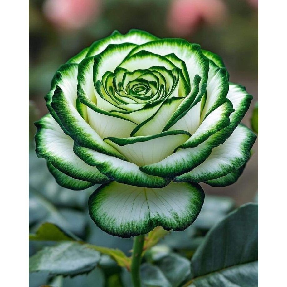 100 sementes Rosa 'Knock Out'  com manual de cultivo pronta entrega envio em 24h I ENVIO RÁPIDO