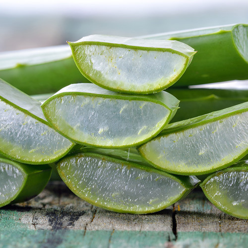 O que é Babosa Aloe Vera Planta? Guia e Onde Comprar | BuscaProdutos