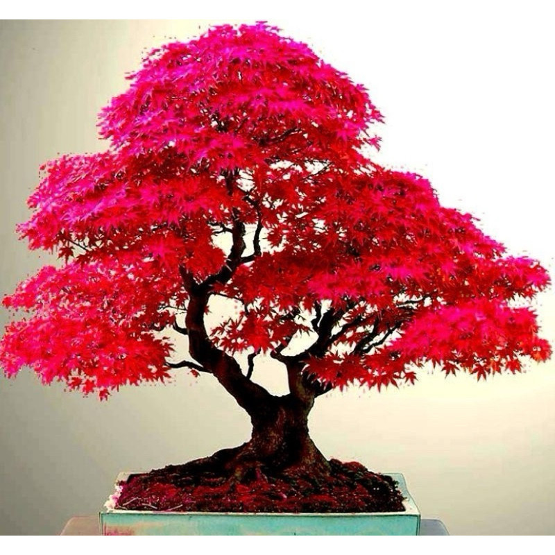 100 Sementes Bonsai Acer Palmatum Vermelho Árvore P/ Mudas ENVIO RÁPIDO