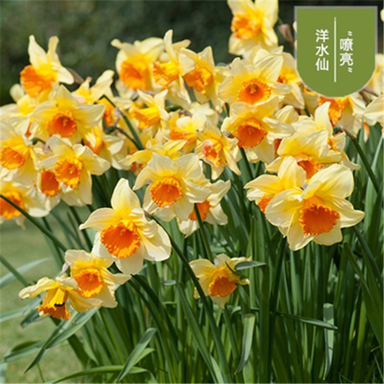 200 500 sementes de flor de narciso, cultura em solo, cultura em água em Oferta na Shopee