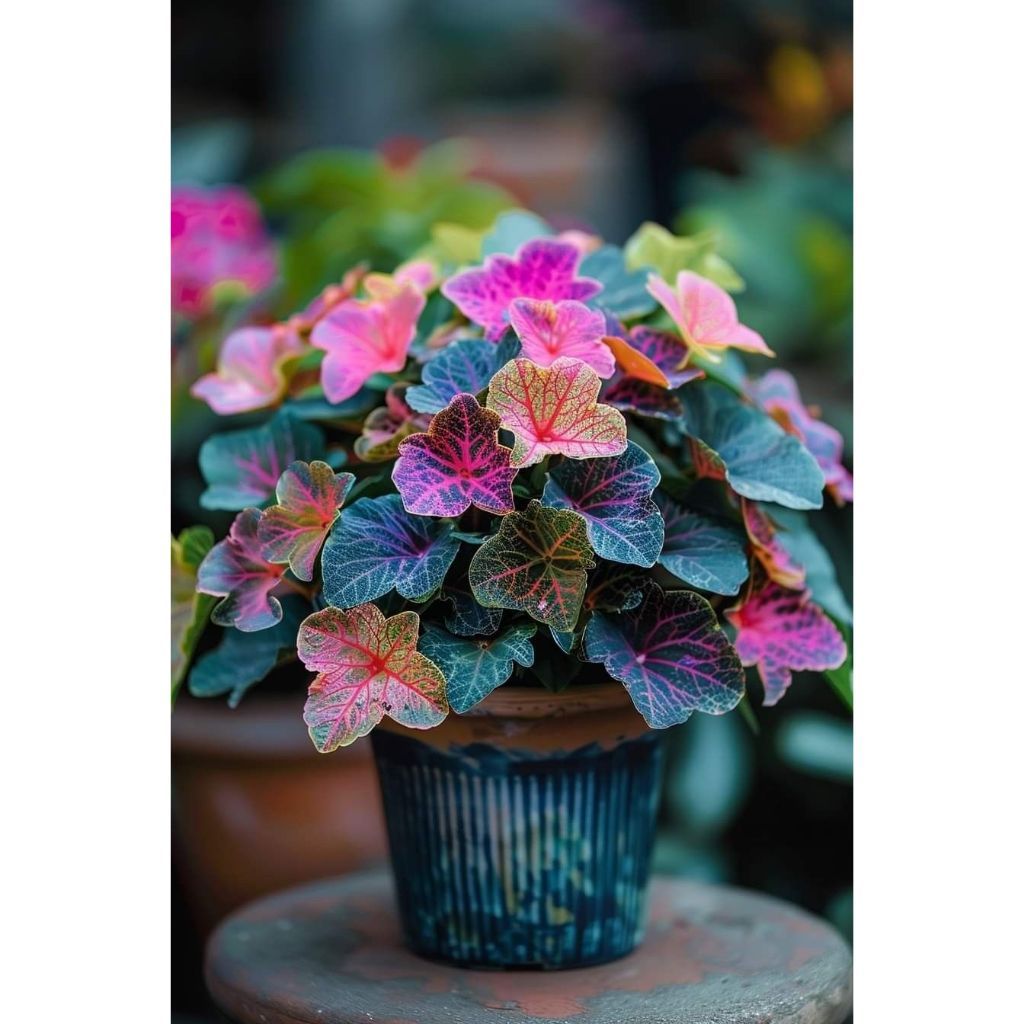 Caladium Sangue da Terra – 100 sementes com manual de cultivo