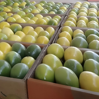 1500 Sementes Maracujá Brs Gigante Amarelo Hibrido em Oferta na Shopee