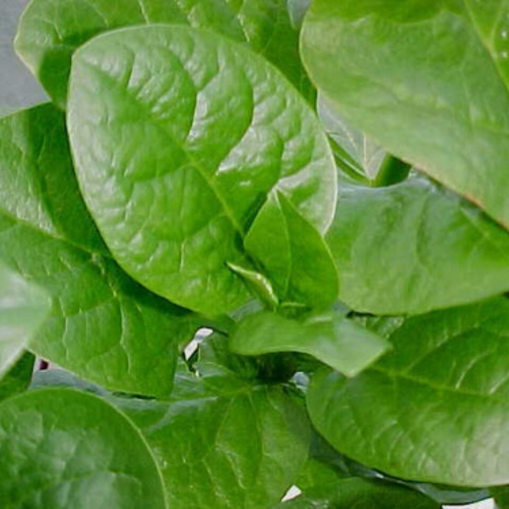 1000 Sementes De Verdura Bertalha P/ O Plantio, Basella Alba em Oferta na Shopee