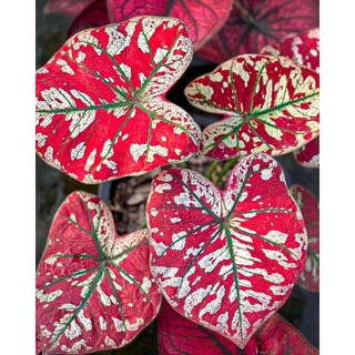 100 sementes caladium ‘‘Florida Moonlight’ com manual de cultivo pronta entrega envio em 24h l ENVIO RÁPIDO em Oferta na Shopee