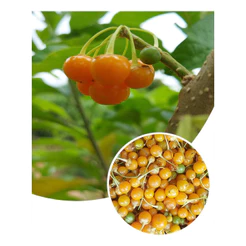 100 Sementes Fruto Do Sabiá Marianeira Atrai Pássaros top ENVIO RÁPIDO