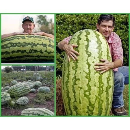 1000 sementes de Melancia Gigante do Congo