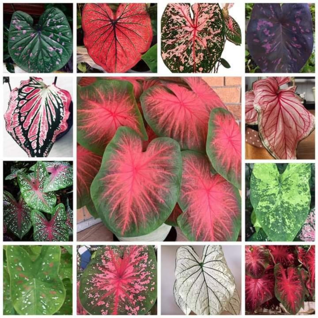 Bulbo de Caladium: Onde Comprar | BuscaProdutos