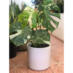 10 sements constela de adão thai costelation com manual de cultivo ENVIO RÁPIDO