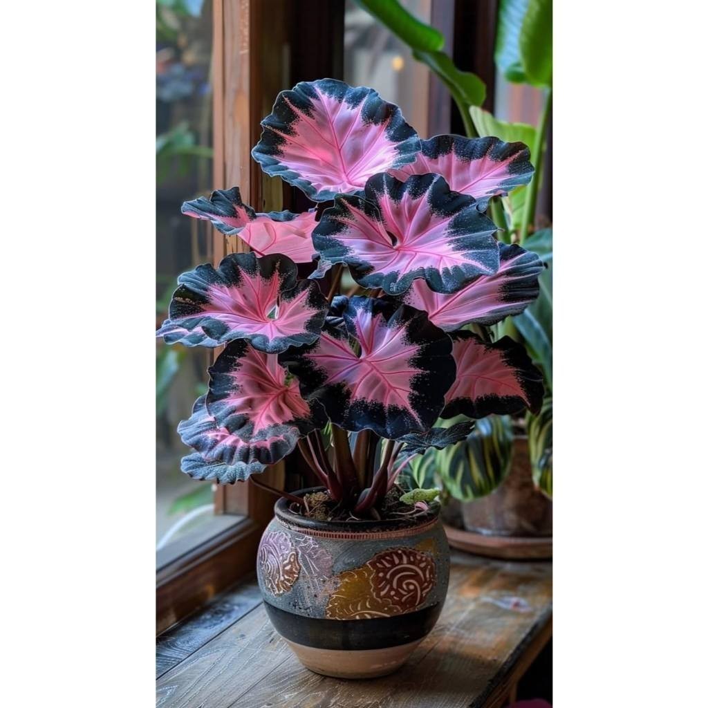 100 sementes  Caladium 'Alice' com manual de cultivo pronta entrega envio 24h II