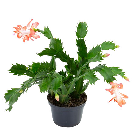 Flor de Maio Pote Tamanho 11 - Cor Sortida