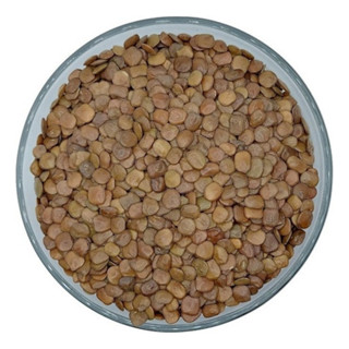 6000 Sementes De Sansão Do Campo Para Mudas Cerca Viva em Oferta na Shopee