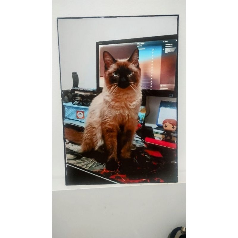 quadro Gatinho Fofo Lindo Tamanho 30x21 Gato Siamês