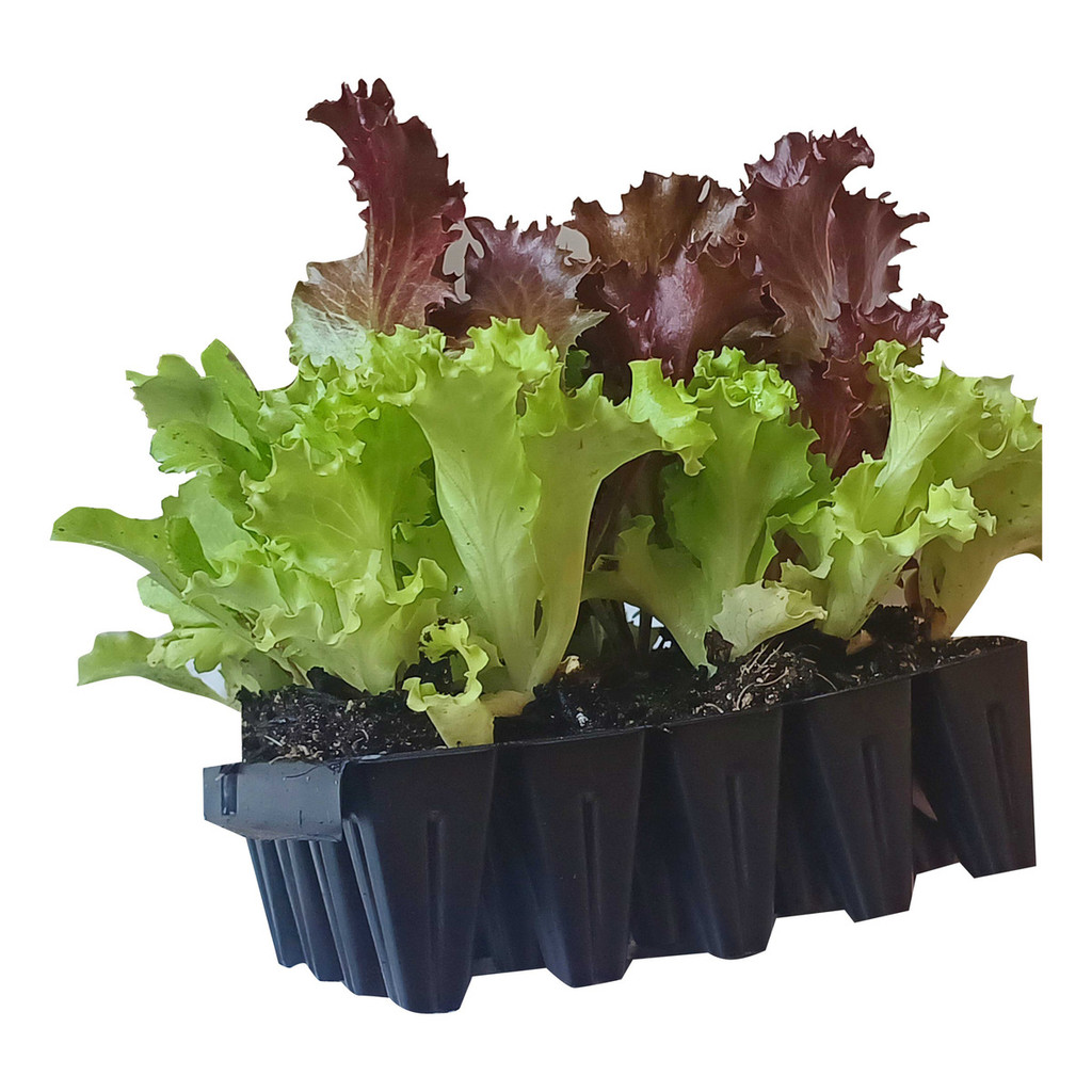 20 Mudas De Alface Crespa Americana, Lisa, Roxa  + Manual