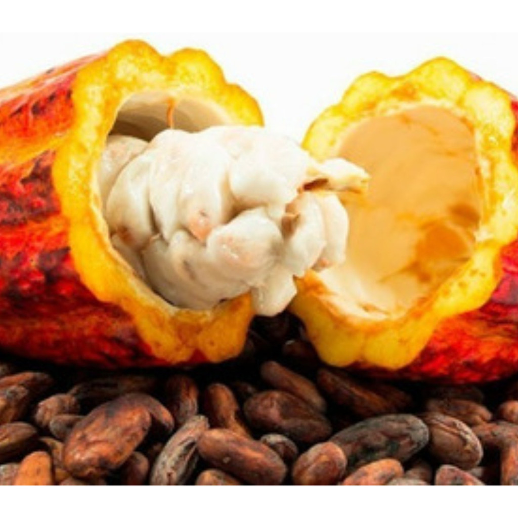 120 Sementes De Cacau Gigante Ccn  Para Plantio