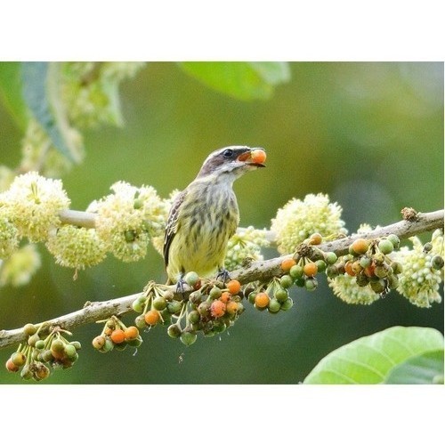 100 Sementes De Marianeira - Fruta Do Sabiá 100 vx envio rápido ENVIO RÁPIDO