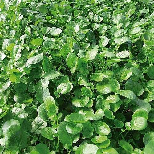 200 sementes 400 sementes 1000 sementes De Agrião Da Terra