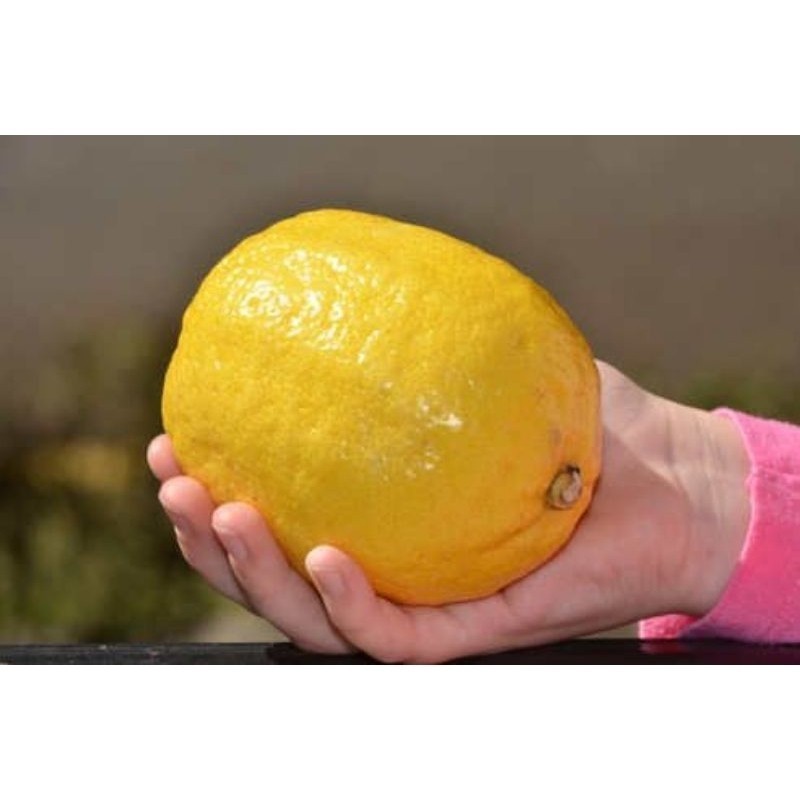 120 Sementes Limão Italiano Siciliano Gigante Produz em vasos e Canteiros. em Oferta na Shopee