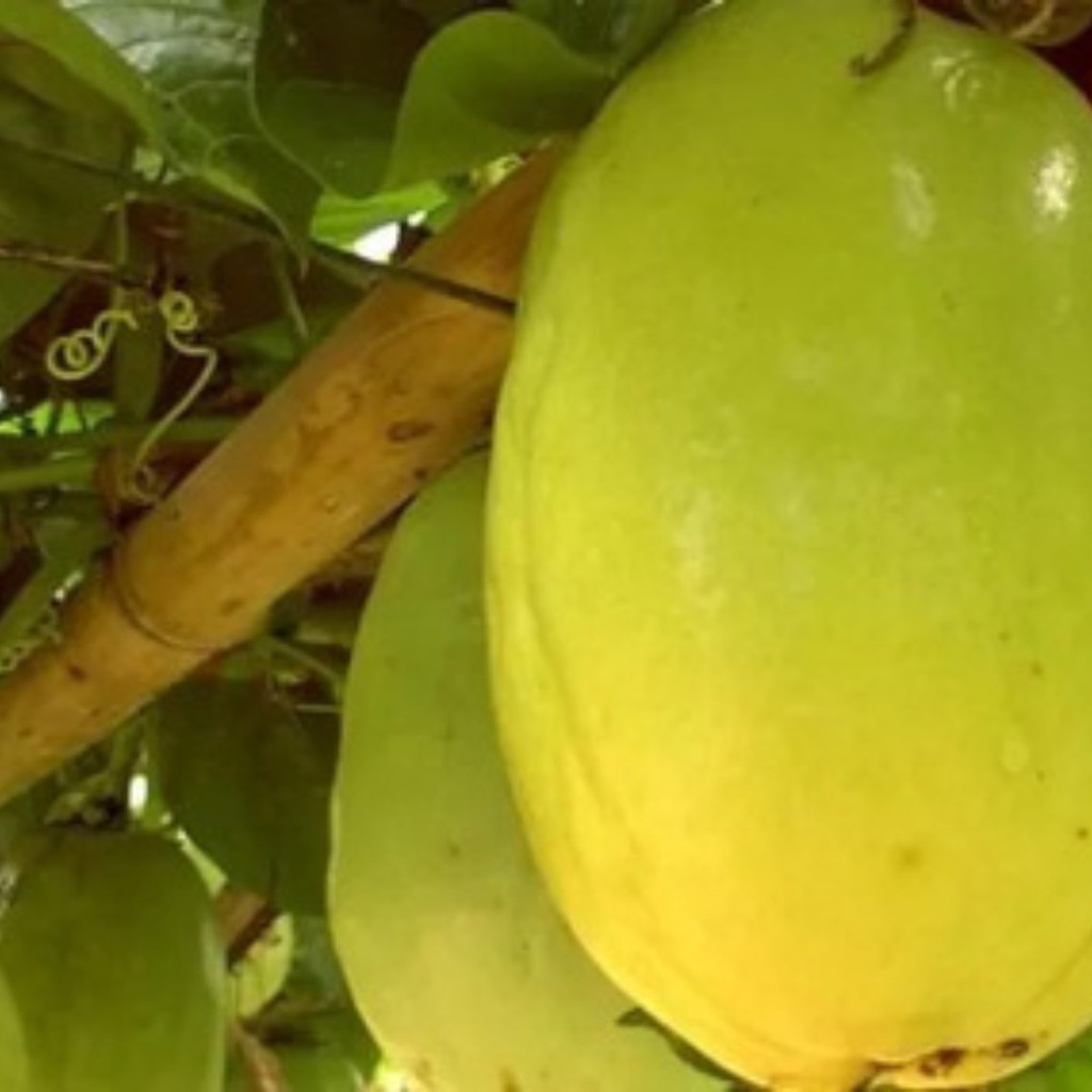 250 Sementes Maracuja Gigante Saboroso Frete Gratuito Gratis