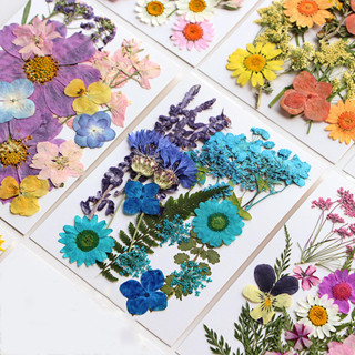 Flores Secas Planta Natural Real Flor Prensada Para Enchimento De Resina Epóxi DIY Arte Do Prego Artesanato Jóias Fazend em Oferta na Shopee