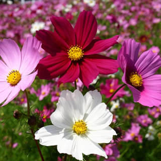 Sementes Cosmos-De-Jardim Sensation Sortida em Oferta na Shopee