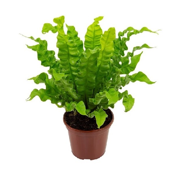 Samambaia Asplênio Crespo pote 14