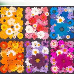 Pacote De material DIY Em Relevo De Flores Secas