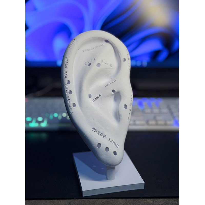 Orelha Expositora 3D Grande (18CM) p/ Estúdio de Piercing e Brincos - Mostruário Profissional Body Piercer