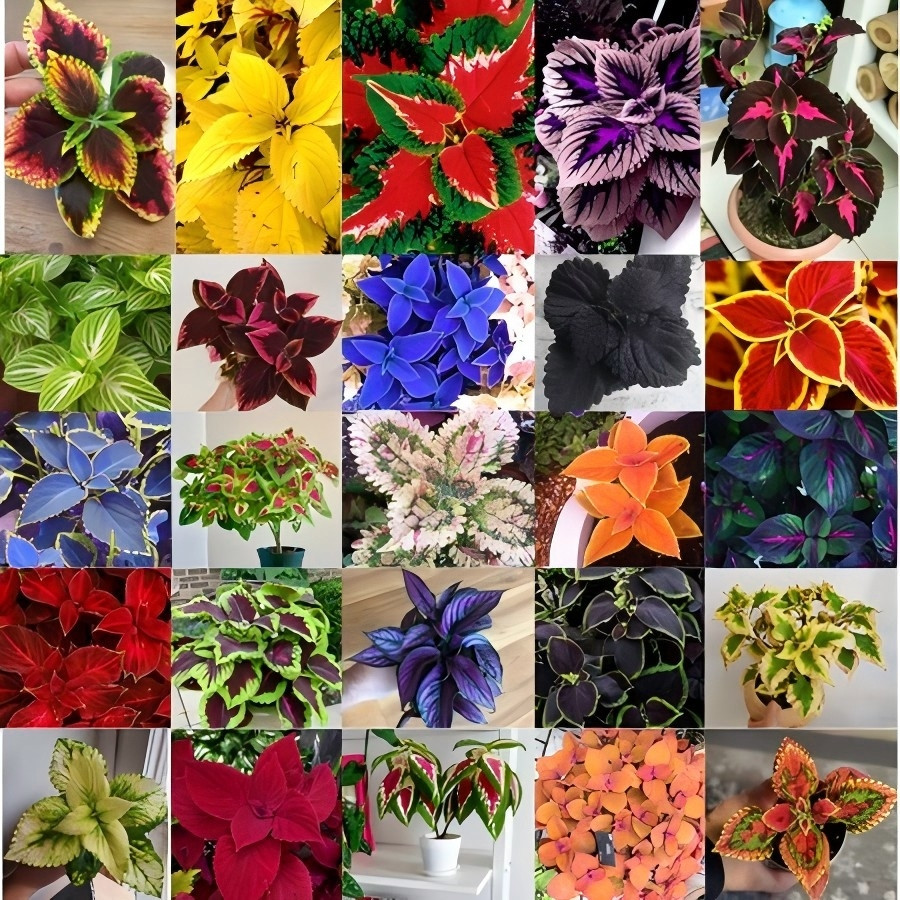 coleus sortidos mix de especies 1000 sementes com manual de cultivo pronta entrega envio em 24h em Oferta na Shopee