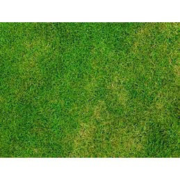 fácil de levantar 1000 peças de sementes de grama verde esmeralda em Oferta na Shopee