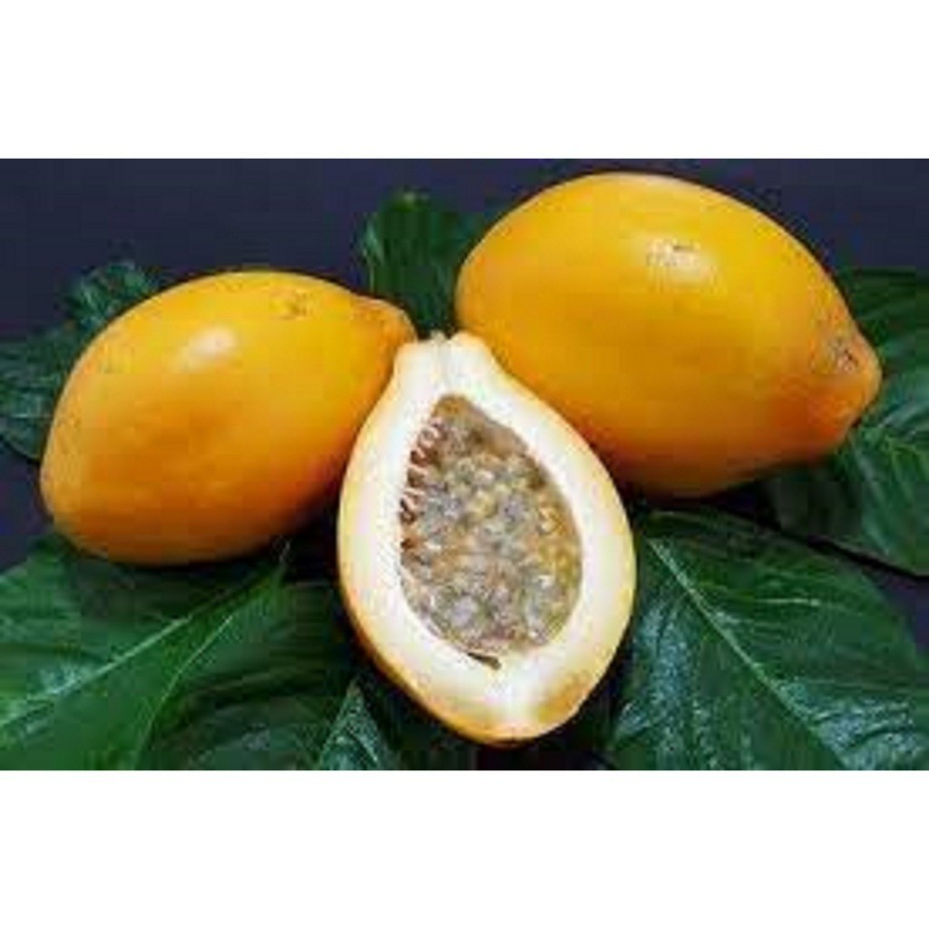 125 Sementes de Maracujá grande tipo papaia doce suculento caipira resistente para vasos varandas ENVIO RÁPIDO III em Oferta na Shopee