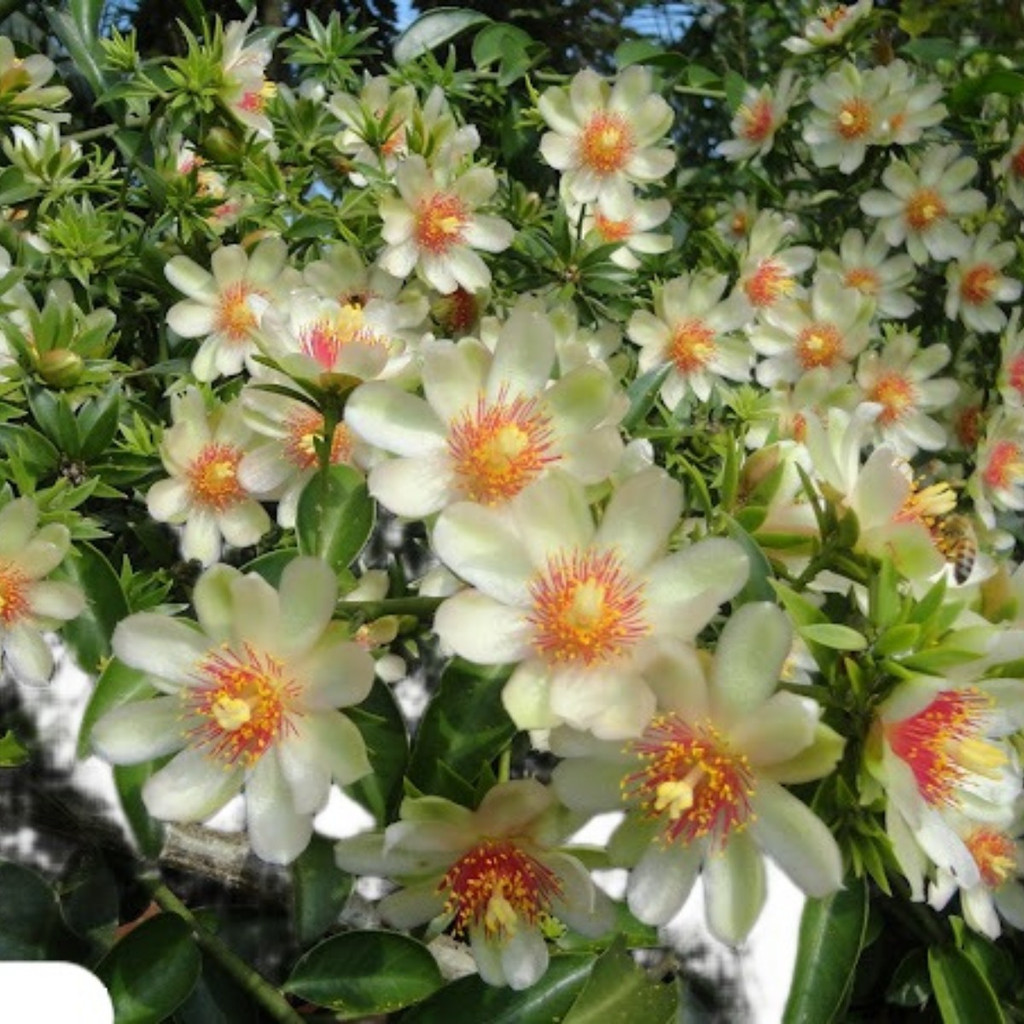 200 Sementes Ora-pro-nobis Limao Com Manual De Cultivo em Oferta na Shopee