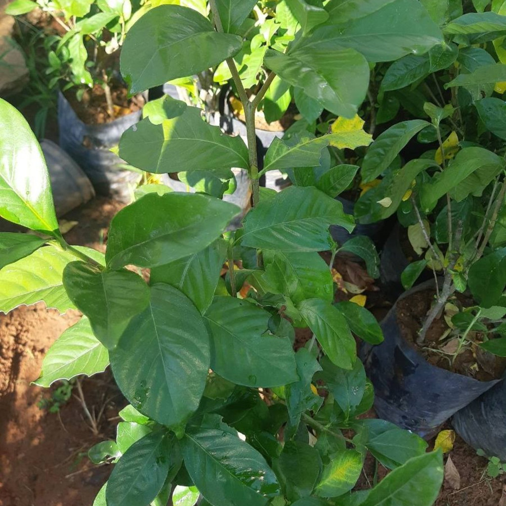 1000 Sementes  Mudas De Goiaba Tailandesa Enxertada