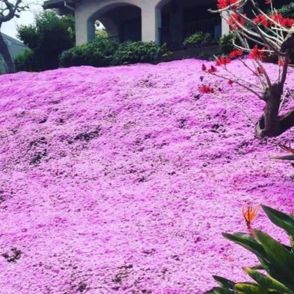 Tomilho Tempero - Comprar com Melhor Preço em Essenciais para Culinária