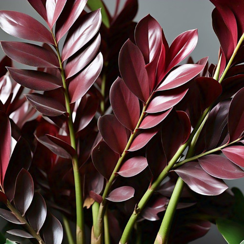 100 Sementes de Zamiocuca Rubra Lux Com Manual de Plantio em Oferta na Shopee