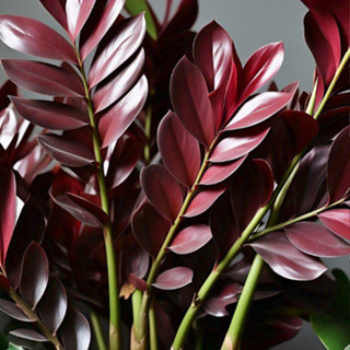 100 Sementes de Zamiocuca Rubra Lux Com Manual de Plantio em Oferta na Shopee